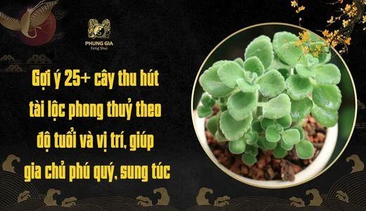 Gợi ý 25+ cây thu hút tài lộc phong thuỷ theo độ tuổi và vị trí, giúp gia chủ phú quý, sung túc